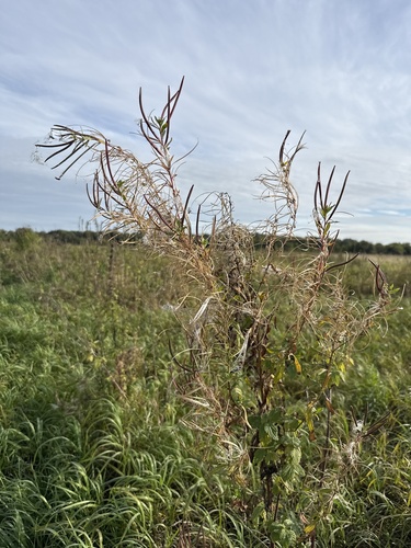 fireweed
