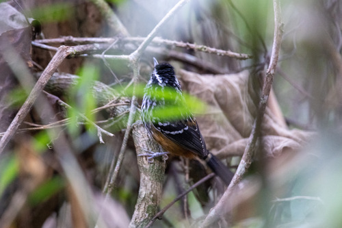 Ochre-rumped Antbird