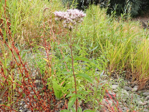 hemp agrimony
