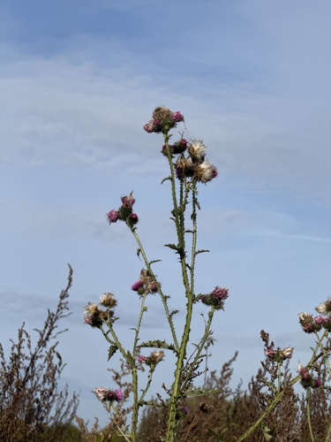 Welted Thistle
