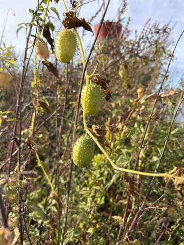 prickly cucumber