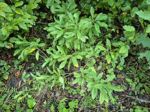 Mezereon
