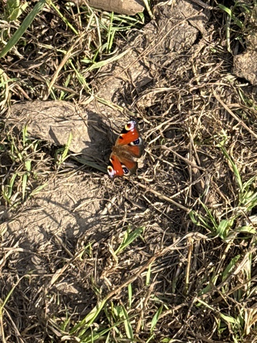European Peacock Butterfly