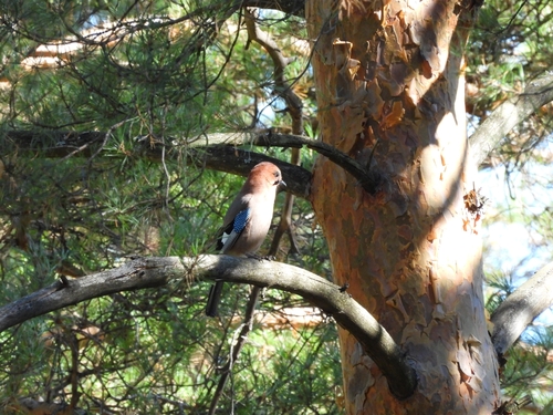 Eurasian Jay