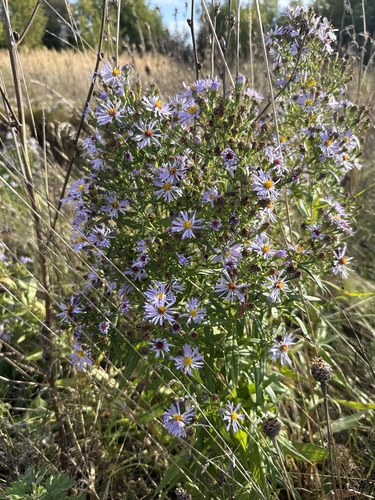 New York aster