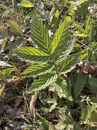 Meadowsweet