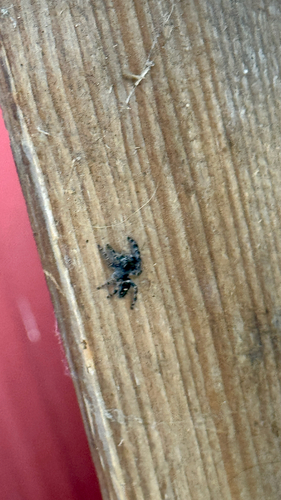 Bold Jumping Spider