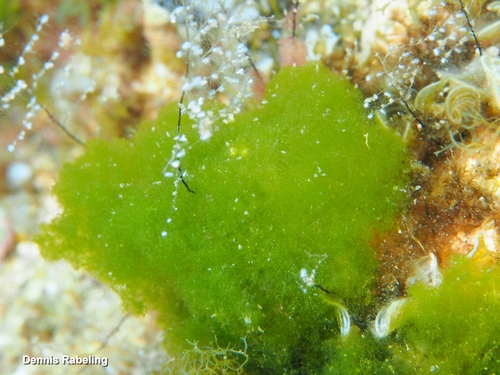 Cladophoropsis membranacea observed 2026-09-18