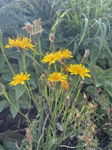 Autumn Hawkbit