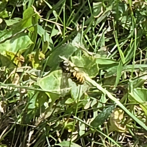 German Yellowjacket