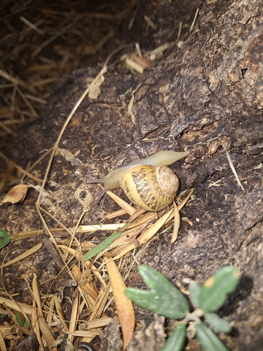 Garden Snail