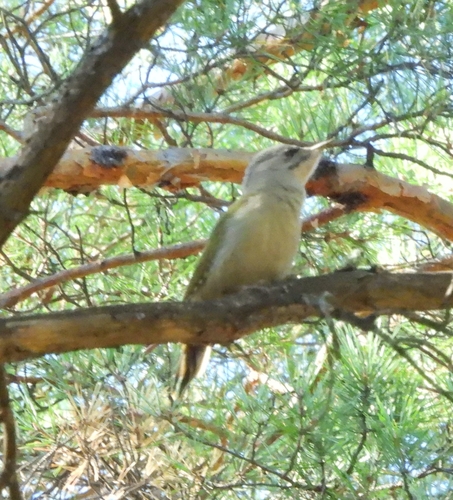 Grey-headed Woodpecker