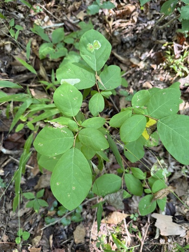 eastern leatherwood