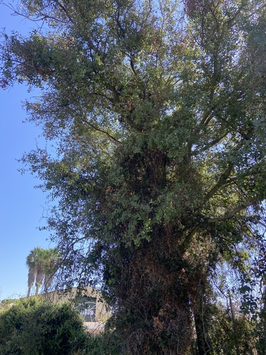 False-kermes oak