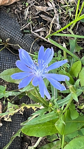 chicory