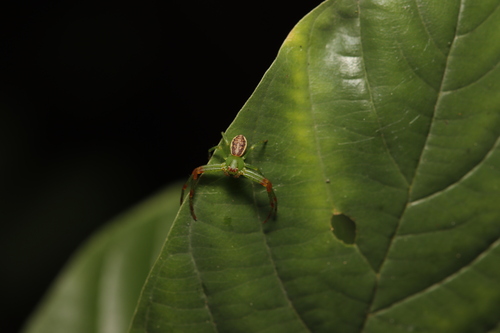 Eurasian Green Crab Spider, Velp, Nederland, photo 9 of 10