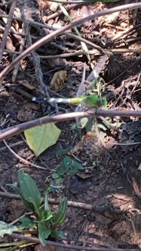 Eastern Pondhawk