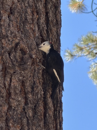 White-headed Woodpecker