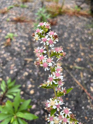 calico aster
