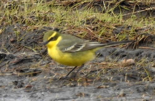 Eastern Yellow Wagtail