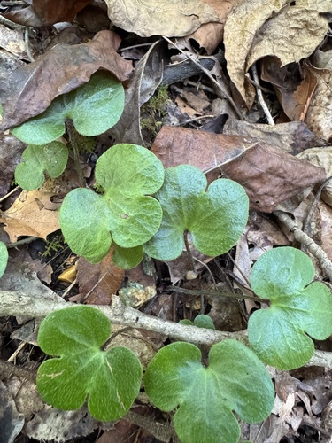 round-lobed hepatica