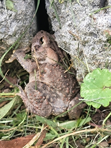 American Toad
