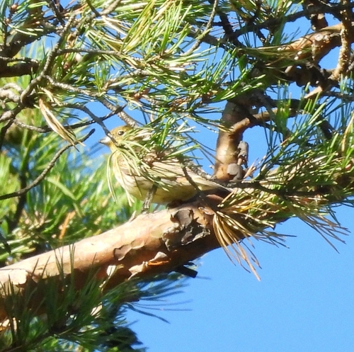 Yellowhammer
