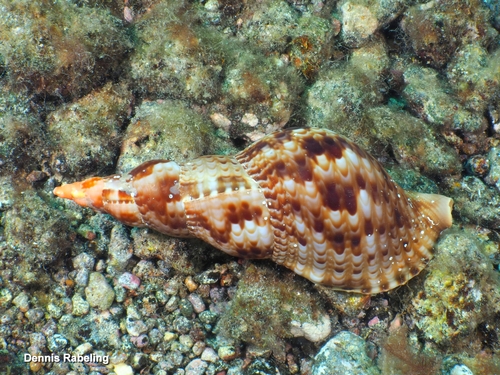Charonia tritonis observed 2026-09-18
