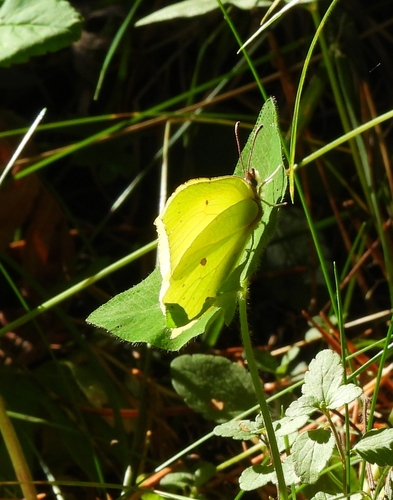Common Brimstone