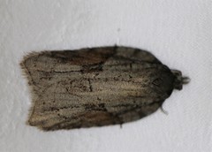 Acleris ptychogrammos