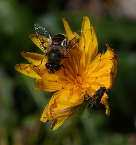 Common Drone Fly