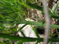 Plantago coronopus coronopus