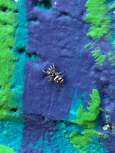 Zebra Jumping Spider