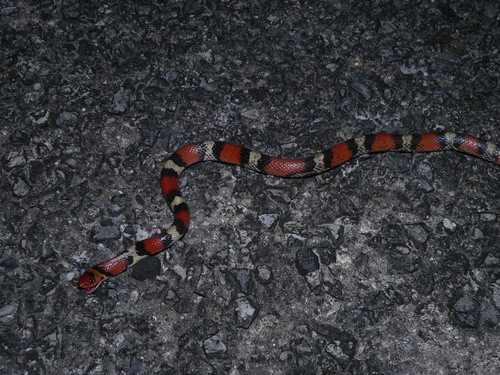 Photo of a Scarlet Snake (Cemophora coccinea)