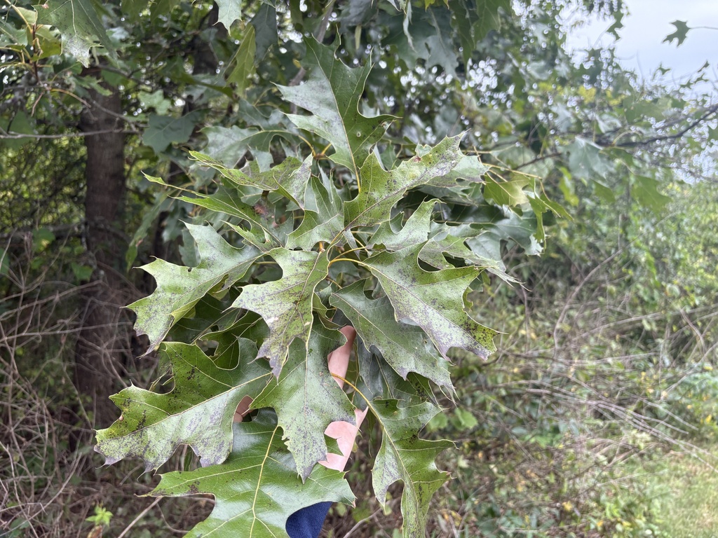 Quercus velutina; photograph author not stated, no rights reserved