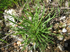 Plantago coronopus coronopus