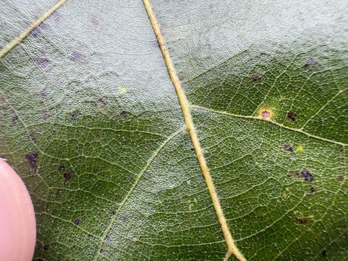 Quercus velutina, photograph 2