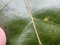 author not stated, no rights reserved Quercus velutina, photograph author not stated, no rights reserved