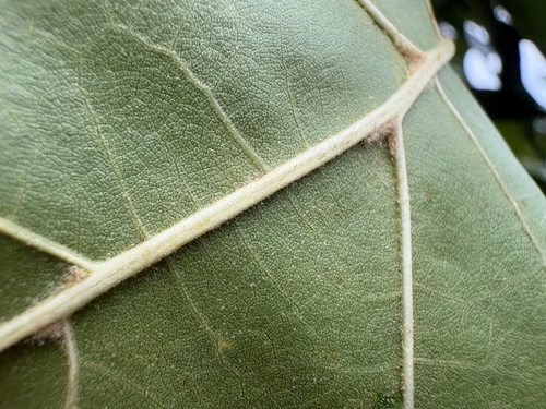 Quercus velutina, photograph 3
