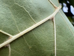 author not stated, no rights reserved Quercus velutina, photograph author not stated, no rights reserved