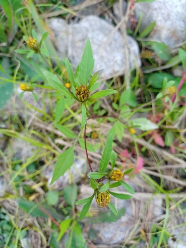 Devil's Beggarticks