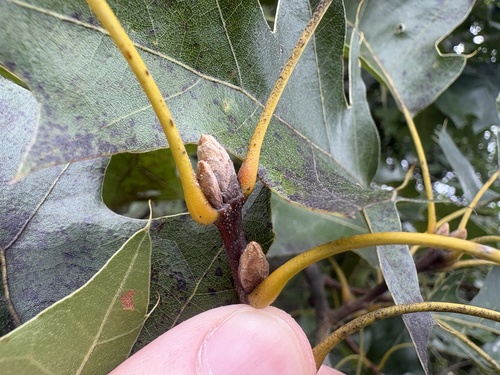 Quercus velutina, photograph 4