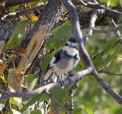 Lanioturdus torquatus