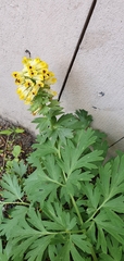 Corydalis nobilis