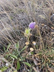 Pulsatilla nuttalliana