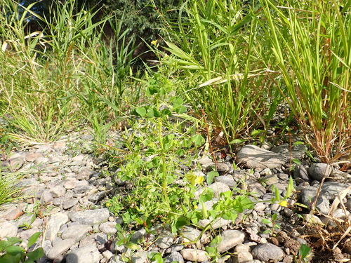 upright yellow woodsorrel