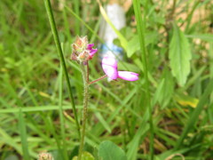 Desmodium molliculum