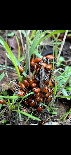 Convergent Lady Beetle