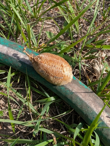 European Mantis