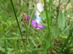 Desmodium molliculum